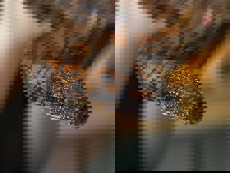 Ronaldo the Rainbow Boa