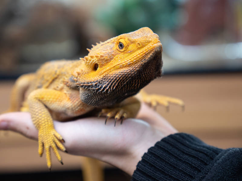 Animal Care
