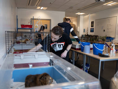 A male student checking on the guinea pigs in an Animal Care classroom 