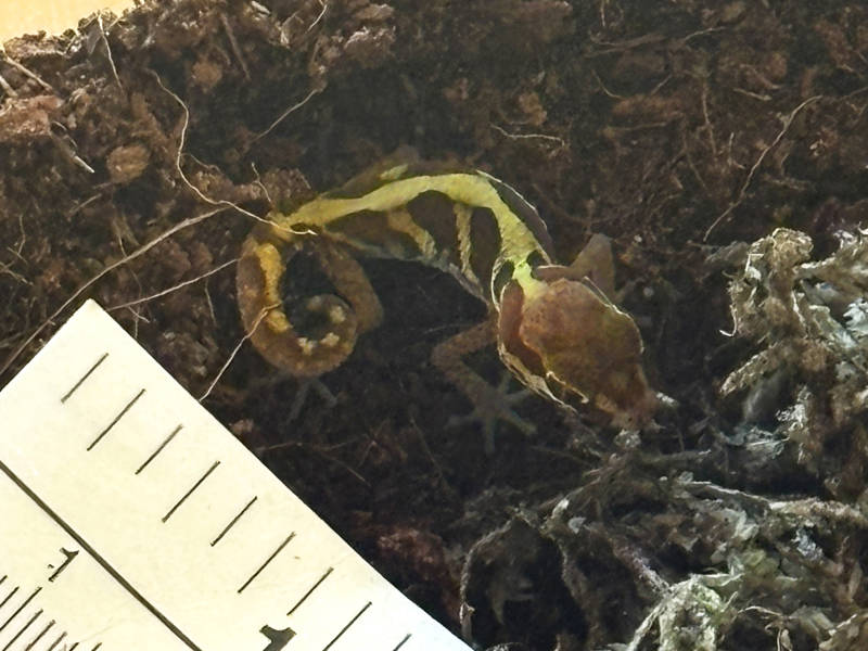 Animal Care welcomes first gecko hatchling