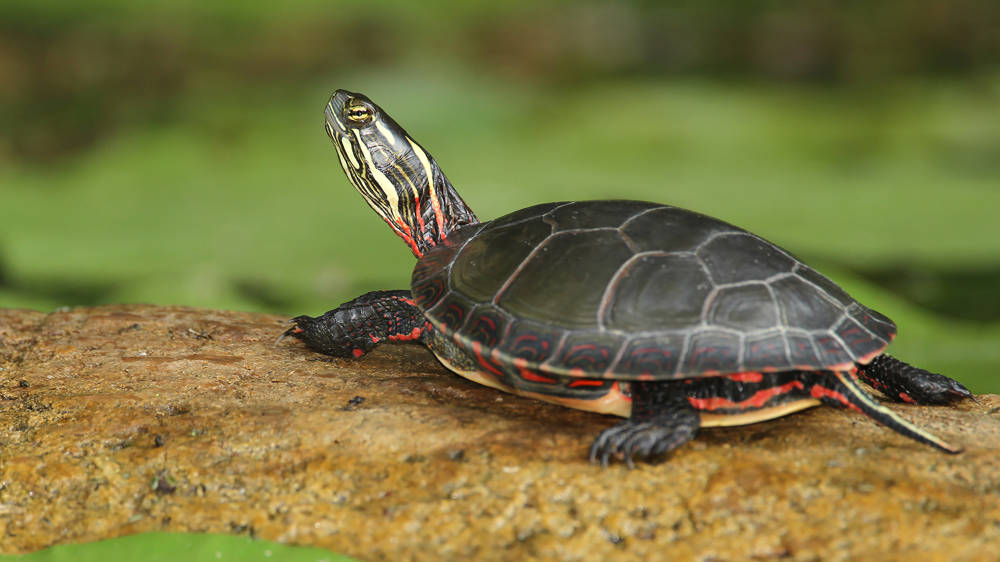 Turtle Basking on a Log Surrounded by Lily Pads